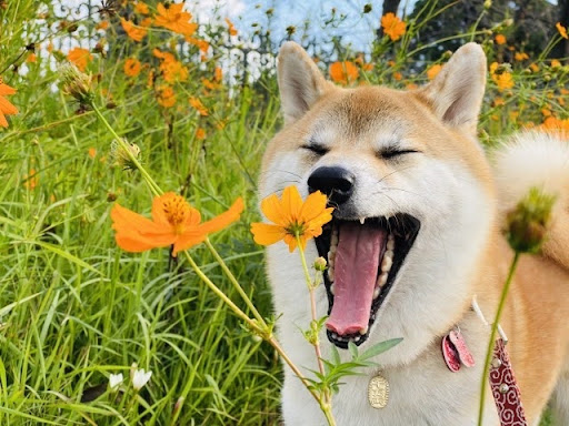 大きなあくびをする柴犬
