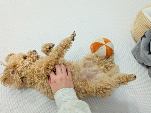 お腹を撫でられる犬