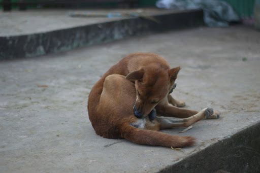 体をなめる犬