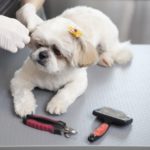 ブラッシングされる犬