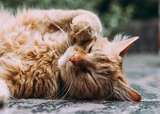 ひっくり返って顔をかく猫