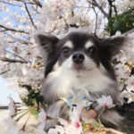 桜の木の前のチワワ