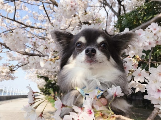 桜の木の前のチワワ