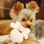 おもちゃをくわえる犬