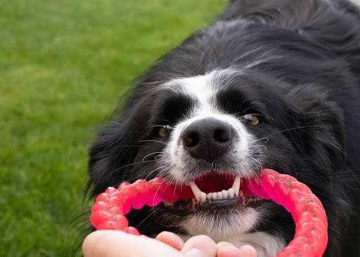 おもちゃをくわえる犬