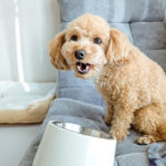口を開けて餌皿の前に座る犬