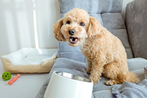 口を開けて餌皿の前に座る犬