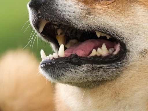 犬の口元のアップ