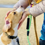 飼い主に顔周りを撫でられる犬