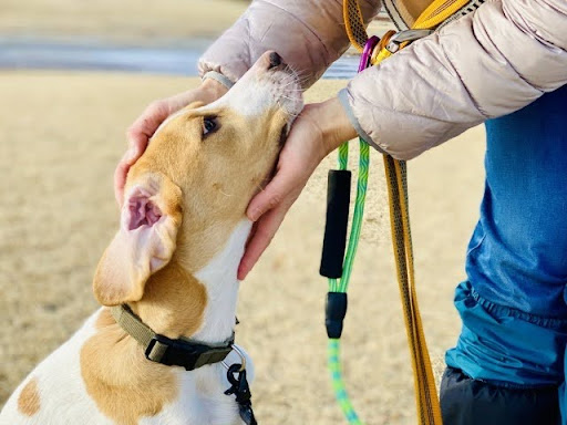 飼い主に顔周りを撫でられる犬