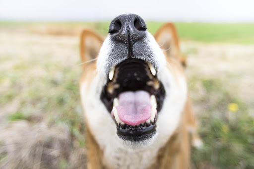口を開けてこちらを見る柴犬