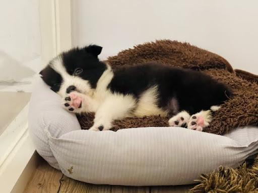クッションでくつろぐ犬