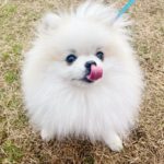 舌を出してこちらを見るポメラニアン