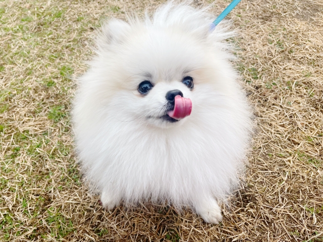 舌を出してこちらを見るポメラニアン