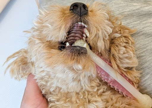歯磨きおもちゃをくわえる犬