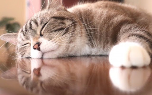 机の上で眠る猫