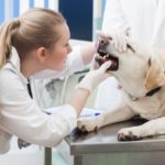 口の診察を受ける犬