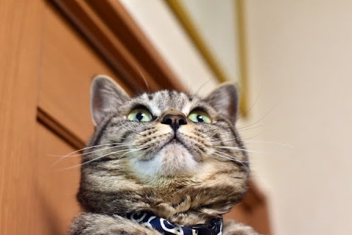 ドアのそばで上を見上げる猫