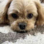 床に伏せる犬
