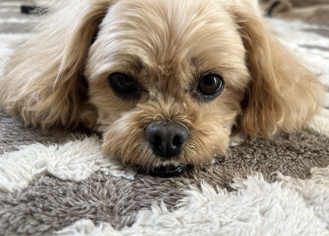 床に伏せる犬