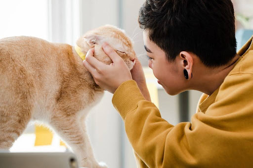 飼い主に見つめられる猫