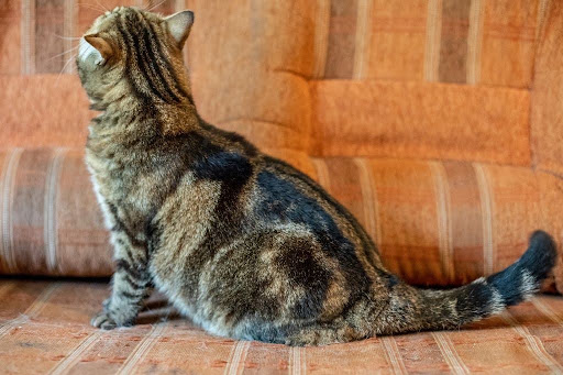 ソファに座って上を見上げる猫