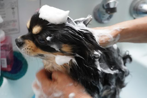 シャンプーされるチワワ