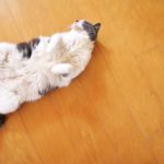 床に転がる猫
