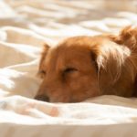 布団で眠るダックス