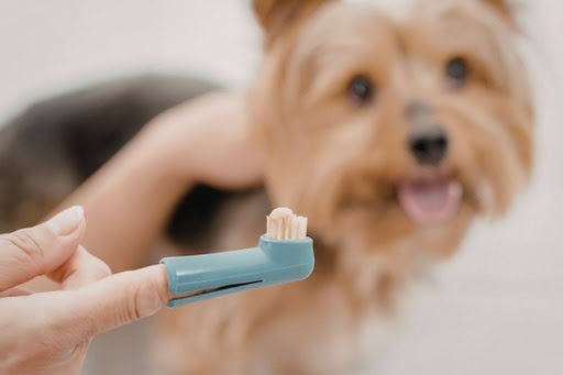 歯磨きされる犬と指につけた歯ブラシ