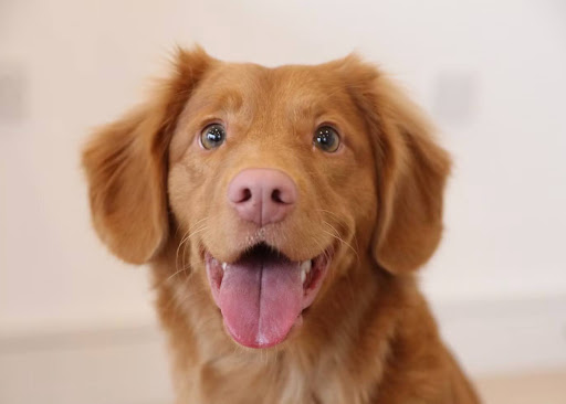 口を開けてこちらを見る茶色い犬