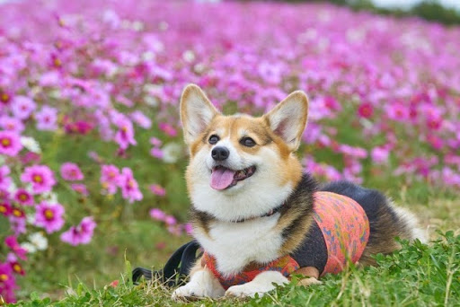 花畑で伏せるコーギー