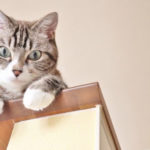 カウンターの上から覗き込む猫