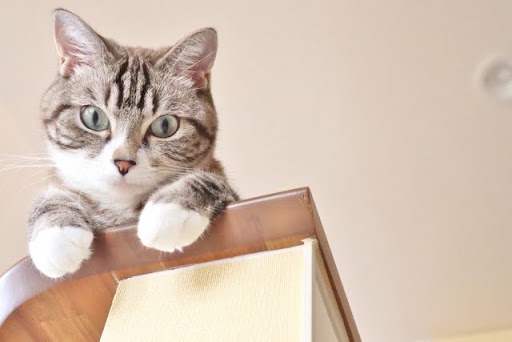カウンターの上から覗き込む猫
