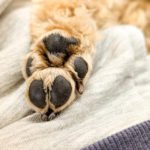 ブランケットにある犬の肉球