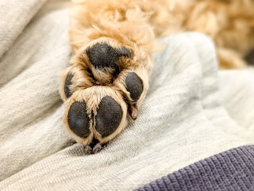 ブランケットにある犬の肉球