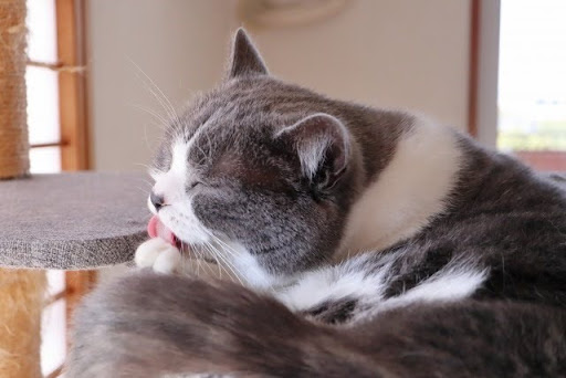 手をなめる猫