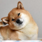 耳をかく柴犬