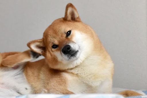 耳をかく柴犬