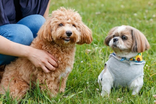野原で座って落ち着く2匹の犬
