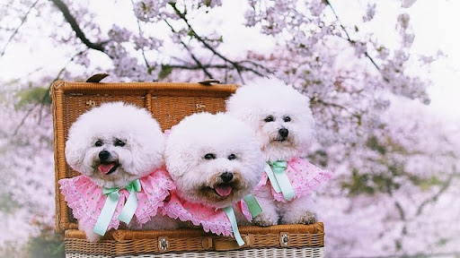 桜をバックにバスケットに入った犬