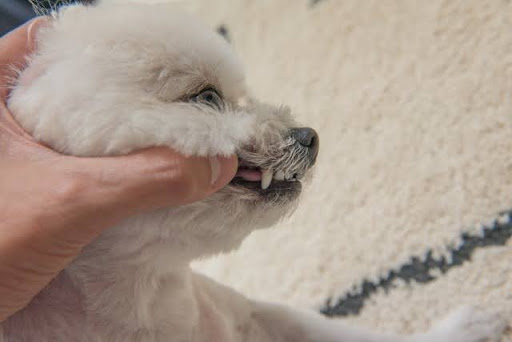 口をチェックされる犬