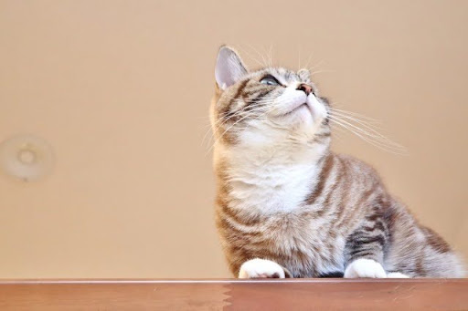 台の上に乗って上を見上げる猫