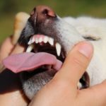 歯を見せられる犬