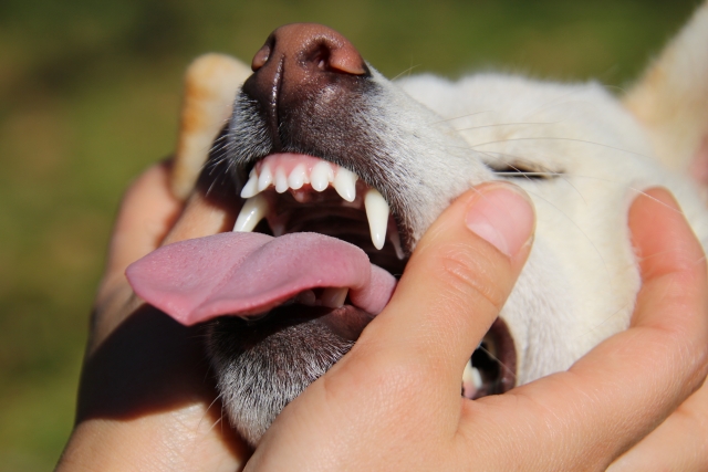 歯を見せられる犬