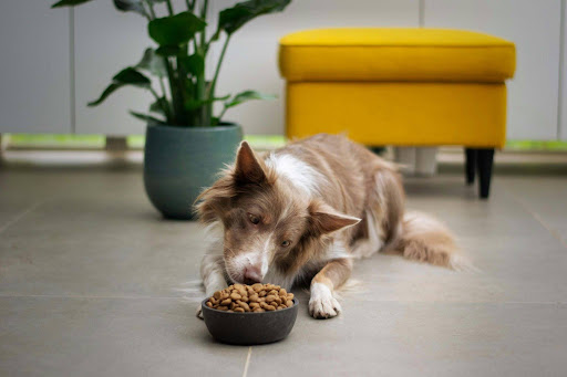 伏せながら餌を食べる犬