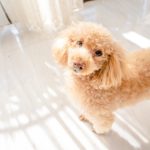 こちらを見つめるトイプードル