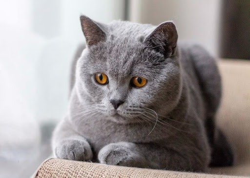 爪研ぎで伏せる猫