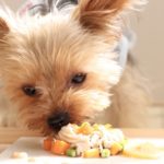 ご飯を食べるテリア