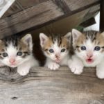 並んでいる3匹の子猫